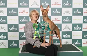 Cirneco Dell Etna Prints: D-C-D-0-1-9-0 Crufts 2024 NEC Birmingham Hound