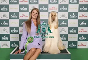 Afghan Hound Prints: D-C-D-0-1-9-0 Crufts 2024 NEC Birmingham Hound