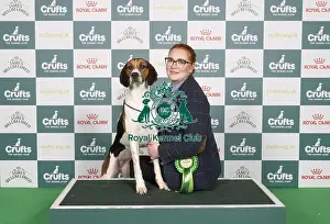 Foxhound Prints: D-C-D-0-1-9-0 Crufts 2024 NEC Birmingham Hound