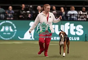 Hamiltonstovare Prints: D-C-D-0-1-9-0 Crufts 2024 NEC Birmingham Hound