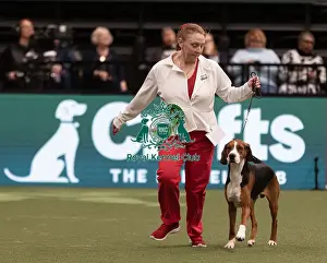 Hamiltonstovare Prints: D-C-D-0-1-9-0 Crufts 2024 NEC Birmingham Hound