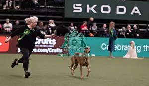 Greyhound Prints: D-C-D-0-1-9-0 Crufts 2024 NEC Birmingham Hound