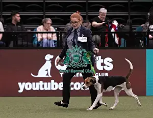 Foxhound Prints: D-C-D-0-1-9-0 Crufts 2024 NEC Birmingham Hound