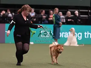 Finnish Spitz Prints: D-C-D-0-1-9-0 Crufts 2024 NEC Birmingham Hound