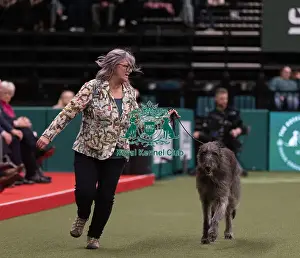 Deerhound Prints: D-C-D-0-1-9-0 Crufts 2024 NEC Birmingham Hound