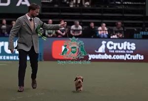 Dachshund Miniature Wire Haired Prints: D-C-D-0-1-9-0 Crufts 2024 NEC Birmingham Hound