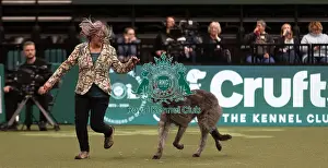 Deerhound Prints: D-C-D-0-1-9-0 Crufts 2024 NEC Birmingham Hound