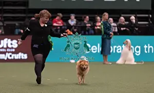Finnish Spitz Prints: D-C-D-0-1-9-0 Crufts 2024 NEC Birmingham Hound