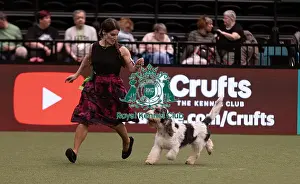 Basset Griffon Vendeen Grand Prints: D-C-D-0-1-9-0 Crufts 2024 NEC Birmingham Hound