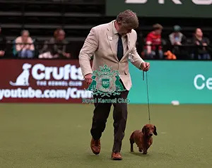 Dachshund Smooth Haired Prints: D-C-D-0-1-9-0 Crufts 2024 NEC Birmingham Hound