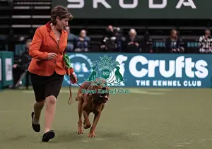 Bloodhound Prints: D-C-D-0-1-9-0 Crufts 2024 NEC Birmingham Hound
