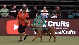 Bloodhound Prints: D-C-D-0-1-9-0 Crufts 2024 NEC Birmingham Hound