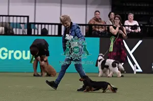 Dachshund Miniature Long Haired Prints: D-C-D-0-1-9-0 Crufts 2024 NEC Birmingham Hound