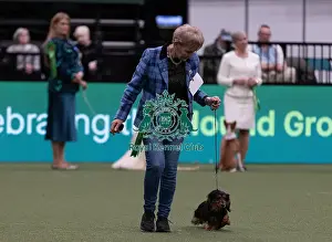 Dachshund Miniature Long Haired Prints: D-C-D-0-1-9-0 Crufts 2024 NEC Birmingham Hound