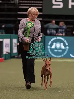Cirneco Dell Etna Prints: D-C-D-0-1-9-0 Crufts 2024 NEC Birmingham Hound