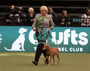 Cirneco Dell Etna Prints: D-C-D-0-1-9-0 Crufts 2024 NEC Birmingham Hound