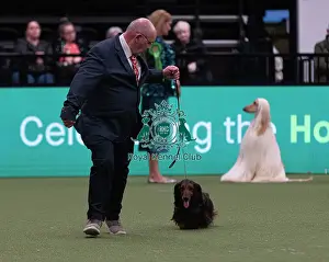 D-C-D-0-1-9-0 Crufts 2024 NEC Birmingham Hound