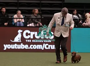 Dachshund Smooth Haired Prints: D-C-D-0-1-9-0 Crufts 2024 NEC Birmingham Hound