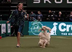 D-C-D-0-1-9-0 Crufts 2024 NEC Birmingham Hound