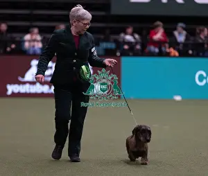 Dachshund Wire Haired Prints: D-C-D-0-1-9-0 Crufts 2024 NEC Birmingham Hound