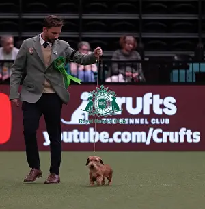 Dachshund Miniature Wire Haired Prints: D-C-D-0-1-9-0 Crufts 2024 NEC Birmingham Hound