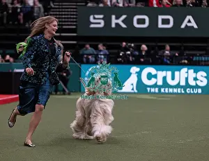 D-C-D-0-1-9-0 Crufts 2024 NEC Birmingham Hound