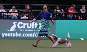 Basset Griffon Vendeen Petit Prints: D-C-D-0-1-9-0 Crufts 2024 NEC Birmingham Hound