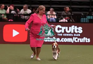 D-C-D-0-1-9-0 Crufts 2024 NEC Birmingham Hound
