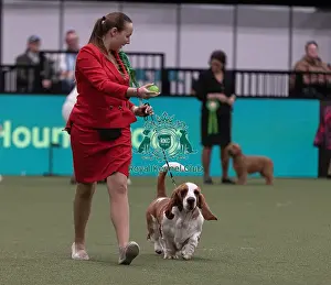 D-C-D-0-1-9-0 Crufts 2024 NEC Birmingham Hound