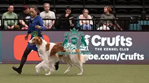 Borzoi Prints: D-C-D-0-1-9-0 Crufts 2024 NEC Birmingham Pastoral