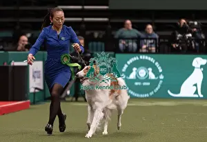 Borzoi Prints: D-C-D-0-1-9-0 Crufts 2024 NEC Birmingham Pastoral