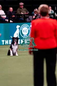 Carolyn Heath Prints: D-C-D-0-1-9-0 Crufts 2024 NEC Birmingham Pastoral