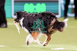 Carolyn Heath Prints: D-C-D-0-1-9-0 Crufts 2024 NEC Birmingham Pastoral