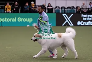 D-C-D-0-1-9-0 Crufts 2024 NEC Birmingham Pastoral