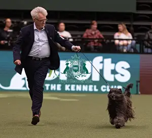 Pyrenean Sheepdog Long Haired Prints: D-C-D-0-1-9-0 Crufts 2024 NEC Birmingham Pastoral