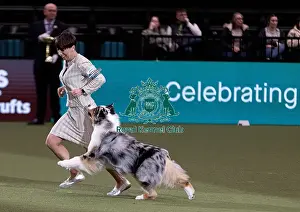 Melanie Raymond Prints: D-C-D-0-1-9-0 Crufts 2024 NEC Birmingham Pastoral