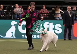 D-C-D-0-1-9-0 Crufts 2024 NEC Birmingham Pastoral