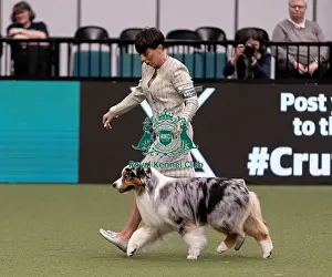Melanie Raymond Prints: D-C-D-0-1-9-0 Crufts 2024 NEC Birmingham Pastoral