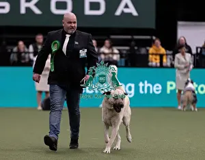 Day 3 Prints: D-C-D-0-1-9-0 Crufts 2024 NEC Birmingham Pastoral