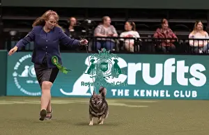 Swedish Vallhund Prints: D-C-D-0-1-9-0 Crufts 2024 NEC Birmingham Pastoral