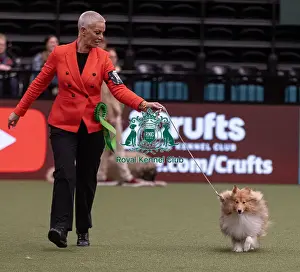 D-C-D-0-1-9-0 Crufts 2024 NEC Birmingham Pastoral