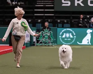 Samoyed Prints: D-C-D-0-1-9-0 Crufts 2024 NEC Birmingham Pastoral