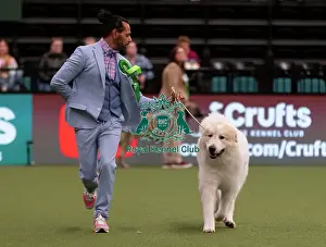 Pyrenean Mountain Dog Prints: D-C-D-0-1-9-0 Crufts 2024 NEC Birmingham Pastoral