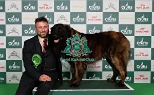 Estrela Mountain Dog Prints: D-C-D-0-1-9-0 Crufts 2024 NEC Birmingham Pastoral