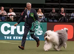 D-C-D-0-1-9-0 Crufts 2024 NEC Birmingham Pastoral