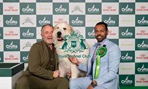 Pyrenean Mountain Dog Prints: D-C-D-0-1-9-0 Crufts 2024 NEC Birmingham Pastoral