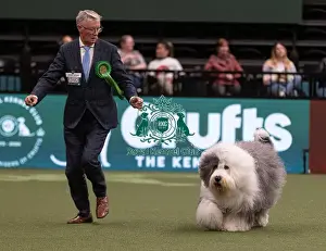 Old English Sheepdog Prints: D-C-D-0-1-9-0 Crufts 2024 NEC Birmingham Pastoral