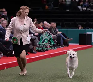 Muchly Prints: D-C-D-0-1-9-0 Crufts 2024 NEC Birmingham Pastoral