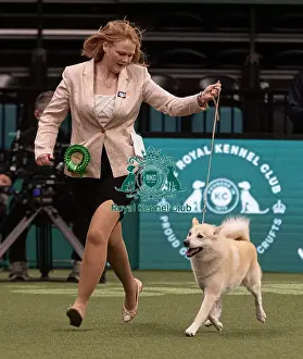 D-C-D-0-1-9-0 Crufts 2024 NEC Birmingham Pastoral
