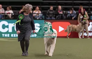D-C-D-0-1-9-0 Crufts 2024 NEC Birmingham Pastoral